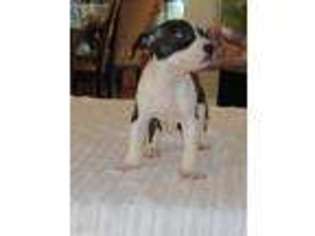 Mutt Puppy for sale in Gary, IN, USA