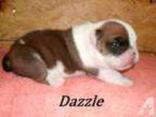 Bulldog Puppy for sale in LONDON, KY, USA