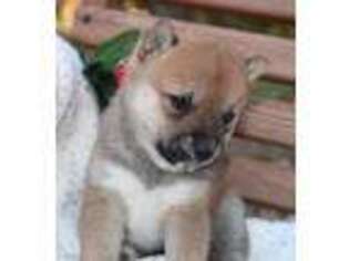 Shiba Inu Puppy for sale in Whiteville, TN, USA