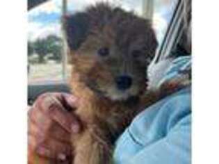 Soft Coated Wheaten Terrier Puppy for sale in Deland, FL, USA