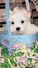 Maltese Puppy for sale in Jonesville, NC, USA