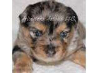 Miniature Australian Shepherd Puppy for sale in Largo, FL, USA