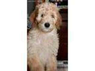 Goldendoodle Puppy for sale in Lenoir, NC, USA