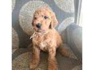 Goldendoodle Puppy for sale in Stansbury Park, UT, USA
