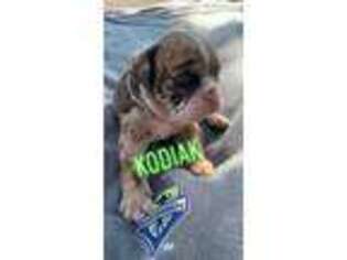Bulldog Puppy for sale in Yakima, WA, USA