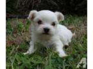 Maltese Puppy for sale in HALLETTSVILLE, TX, USA