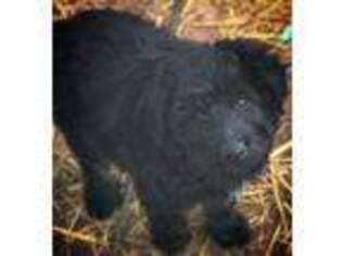 Labradoodle Puppy for sale in Bancroft, ID, USA