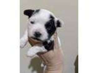 Mutt Puppy for sale in Morrilton, AR, USA