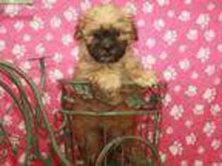 Mal-Shi Puppy for sale in Shawnee, OK, USA