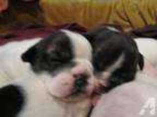 Bulldog Puppy for sale in HAMLIN, NY, USA