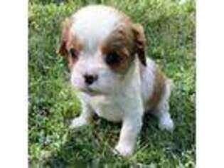 Cavalier King Charles Spaniel Puppy for sale in Mize, MS, USA