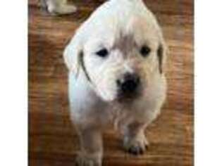 Golden Retriever Puppy for sale in Meeker, CO, USA