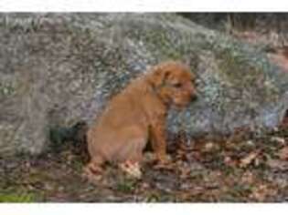 Labrador Retriever Puppy for sale in Tower City, PA, USA
