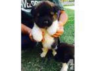 Akita Puppy for sale in SALINAS, CA, USA