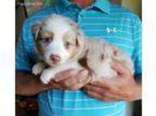 Australian Shepherd Puppy for sale in Farmington, AR, USA