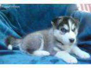 Siberian Husky Puppy for sale in Pleasant Prairie, WI, USA