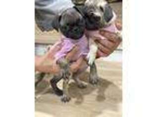Pug Puppy for sale in Lehigh Acres, FL, USA