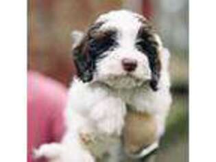Mutt Puppy for sale in Bristol, RI, USA