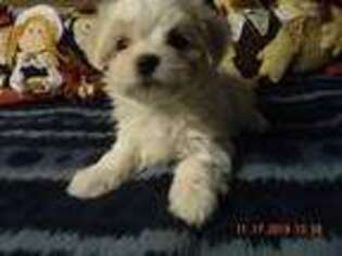 Maltese Puppy for sale in Minneapolis, MN, USA