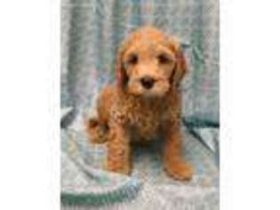 Labradoodle Puppy for sale in Port Hueneme, CA, USA