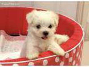 Maltese Puppy for sale in Melbourne, FL, USA