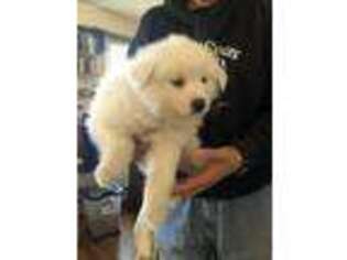 American Eskimo Dog Puppy for sale in Quincy, MA, USA