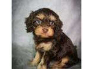 Cavapoo Puppy for sale in San Diego, CA, USA