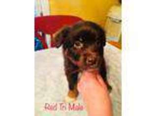 Australian Shepherd Puppy for sale in Chester, NH, USA