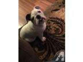 Bulldog Puppy for sale in ROME, GA, USA