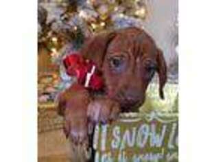 Rhodesian Ridgeback Puppy for sale in Sidney, OH, USA