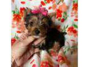 Yorkshire Terrier Puppy for sale in Canton, TX, USA