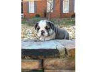 Bulldog Puppy for sale in Decatur, GA, USA