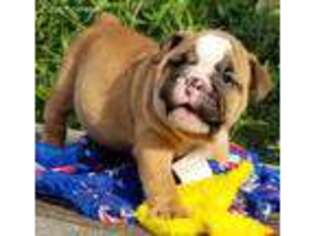 Bulldog Puppy for sale in Celeste, TX, USA
