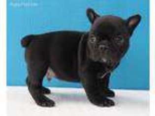 French Bulldog Puppy for sale in Davidson, NC, USA