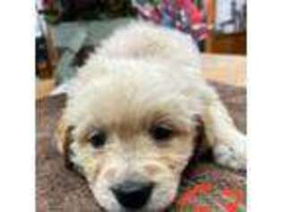 Golden Retriever Puppy for sale in Ashville, NY, USA