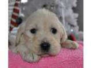 Labradoodle Puppy for sale in Omak, WA, USA