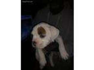 Olde English Bulldogge Puppy for sale in Onley, VA, USA