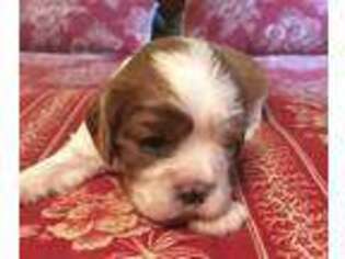 Cavalier King Charles Spaniel Puppy for sale in Crescent, OK, USA