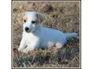 Jack Russell Terrier Puppy for sale in Plain Dealing, LA, USA