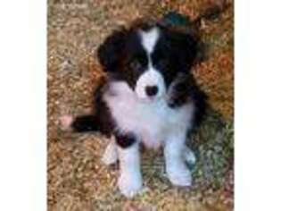Border Collie Puppy for sale in Demotte, IN, USA