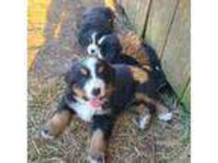 Bernese Mountain Dog Puppy for sale in Ovid, MI, USA