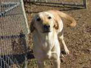 Labrador Retriever Puppy for sale in Winder, GA, USA