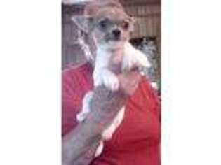 Chihuahua Puppy for sale in Lexington, SC, USA