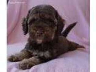 Labradoodle Puppy for sale in Mount Pleasant, UT, USA