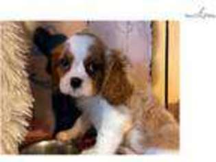 Cavalier King Charles Spaniel Puppy for sale in West Palm Beach, FL, USA