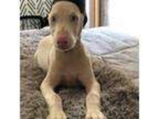 Doberman Pinscher Puppy for sale in Middlefield, CT, USA