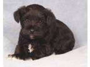 Mutt Puppy for sale in Greencastle, PA, USA