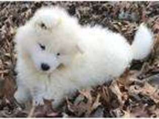 Samoyed Puppy for sale in Milton, IA, USA