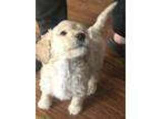 Goldendoodle Puppy for sale in Enon Valley, PA, USA