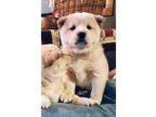 Shiba Inu Puppy for sale in Anita, IA, USA